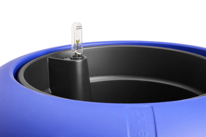 amber roll high 43cm royal blue